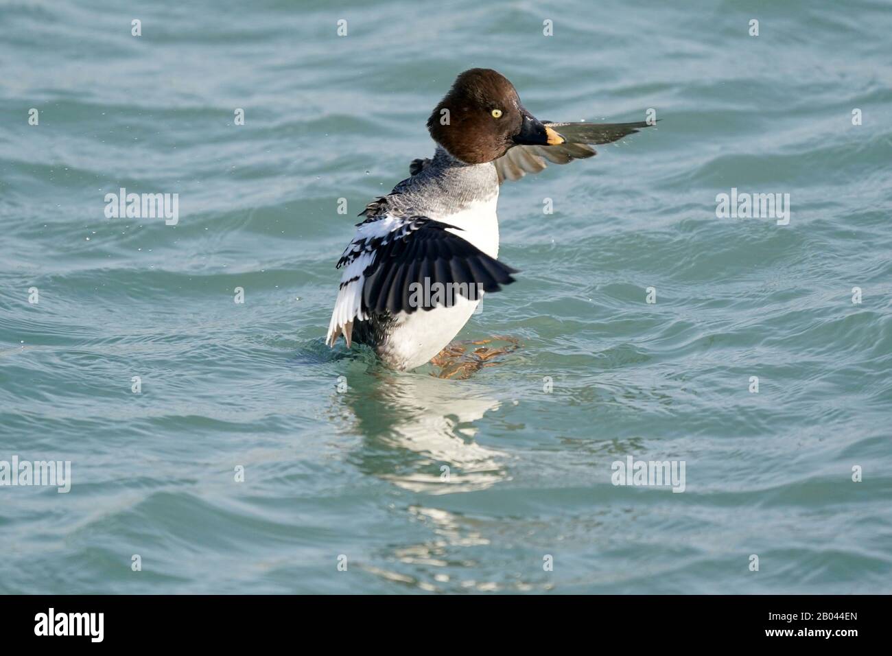 Goldeneyes am Wintersee Stockfoto