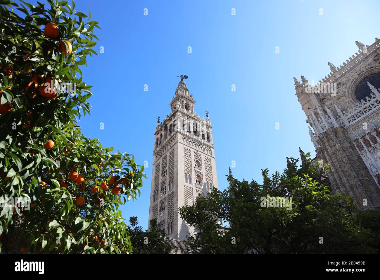 Giralda Tower fotografiert vom orangefarbenen Innenhof der Kathedrale von Sevilla Stockfoto