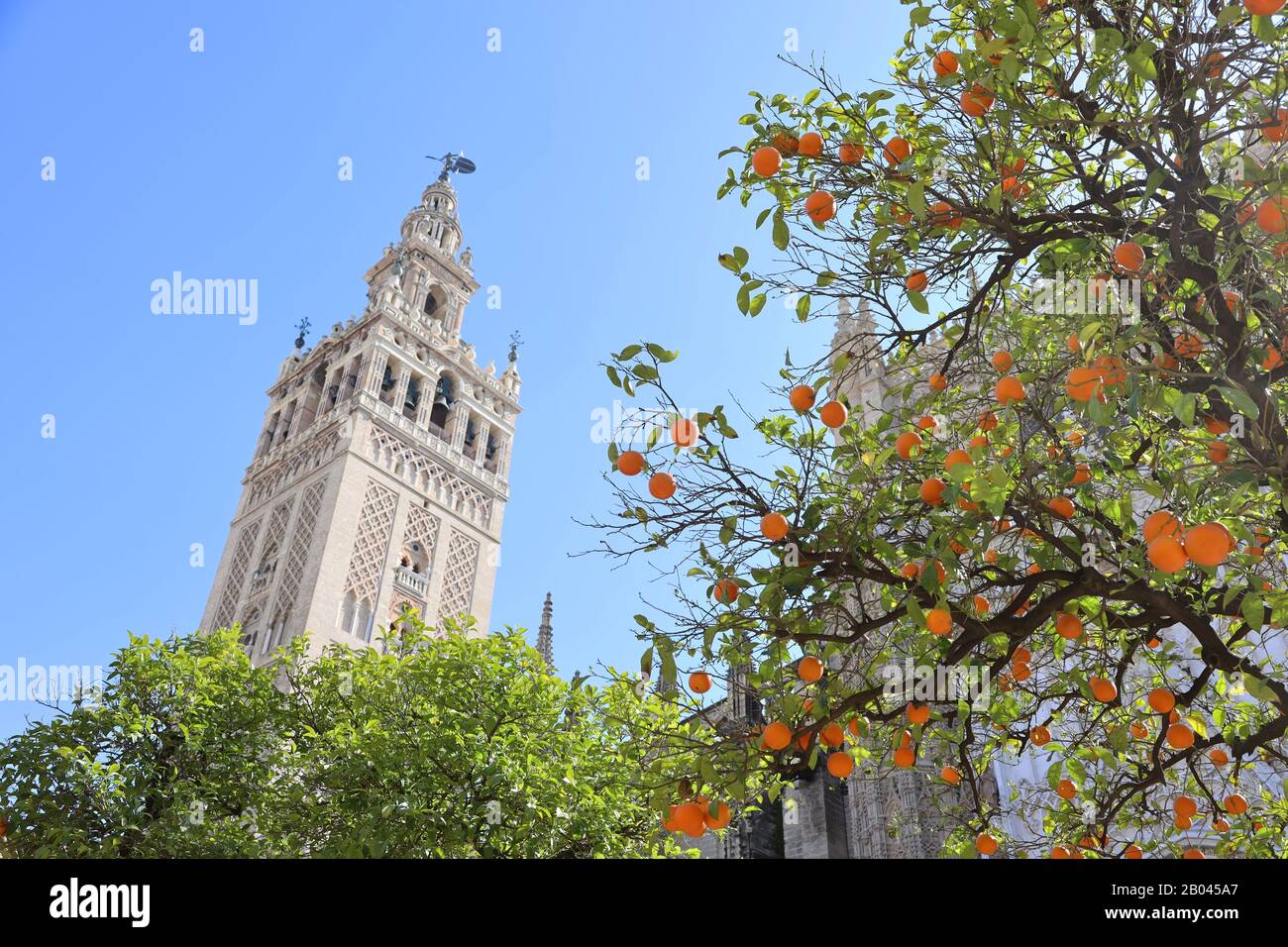 Giralda Tower fotografiert vom orangefarbenen Innenhof der Kathedrale von Sevilla Stockfoto