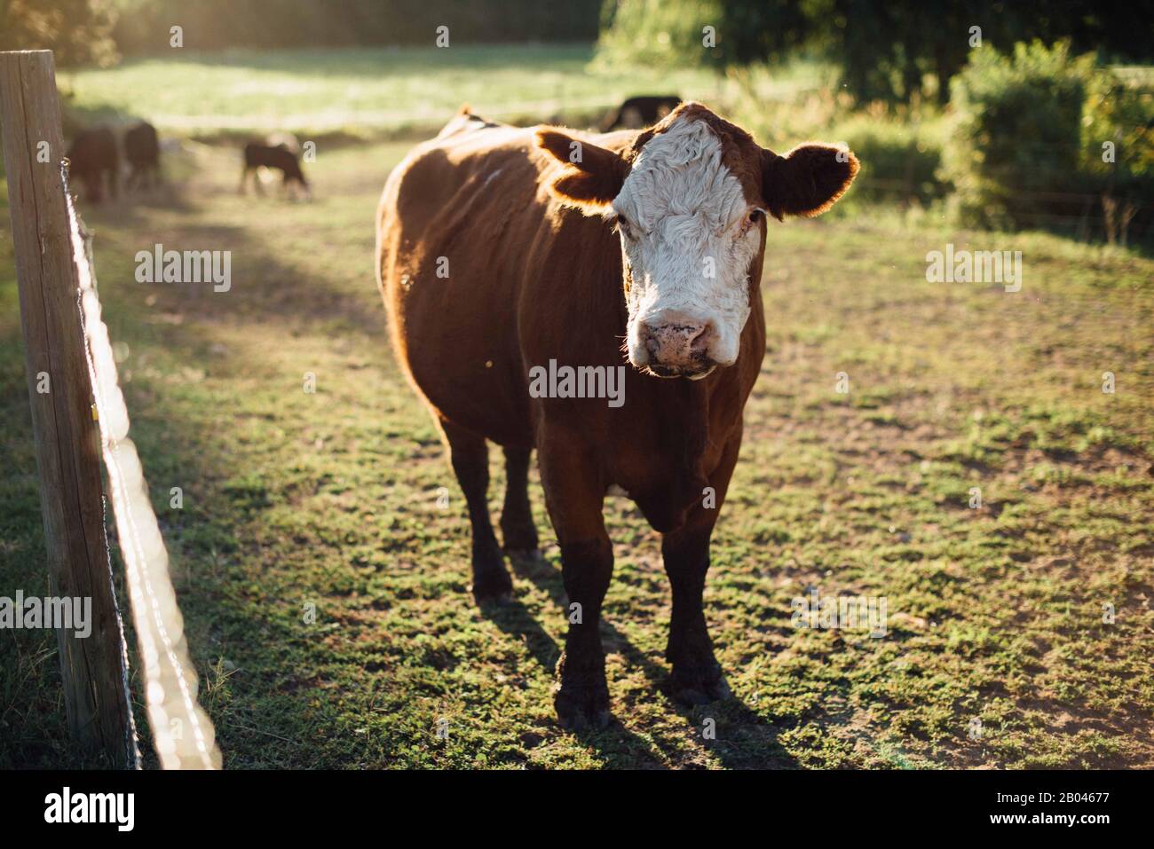 Süße Kuh in der frühen Morgensonne Stockfoto