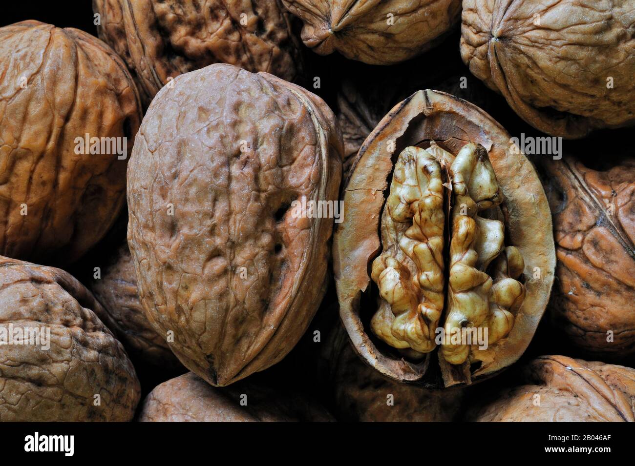 Gemeine Walnüsse / Persische Nuss / englische Walnüsse (Juglans regia), die in Südeuropa und Asien heimisch sind, ernteten im Herbst Stockfoto