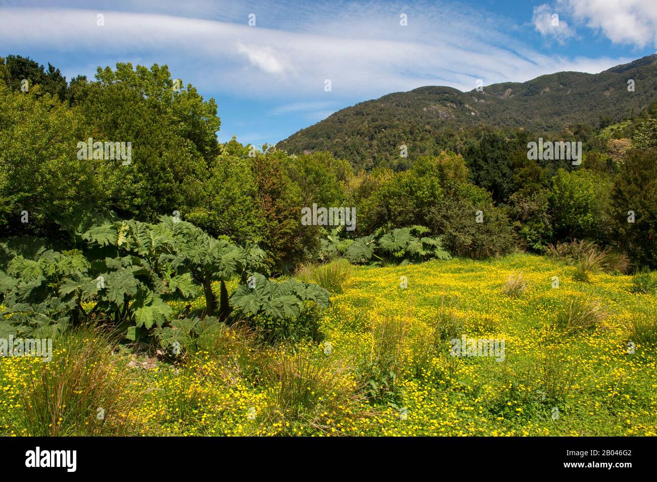 Wiese mit Butterblumen und Nalca-Pflanzen (Gunnera tinctoria), der chilenischen Rhabarber im Wald in Aiken del Sur Private Park in der Nähe von Puerto Chacab Stockfoto