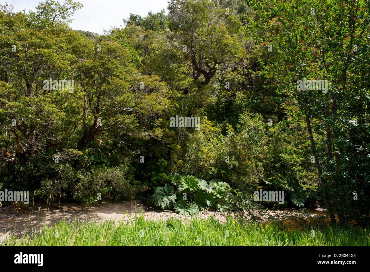 Wald in Aiken del Sur Privatpark in der Nähe von Puerto Chacabuco in den chilenischen Fjords im Süden Chiles. Stockfoto