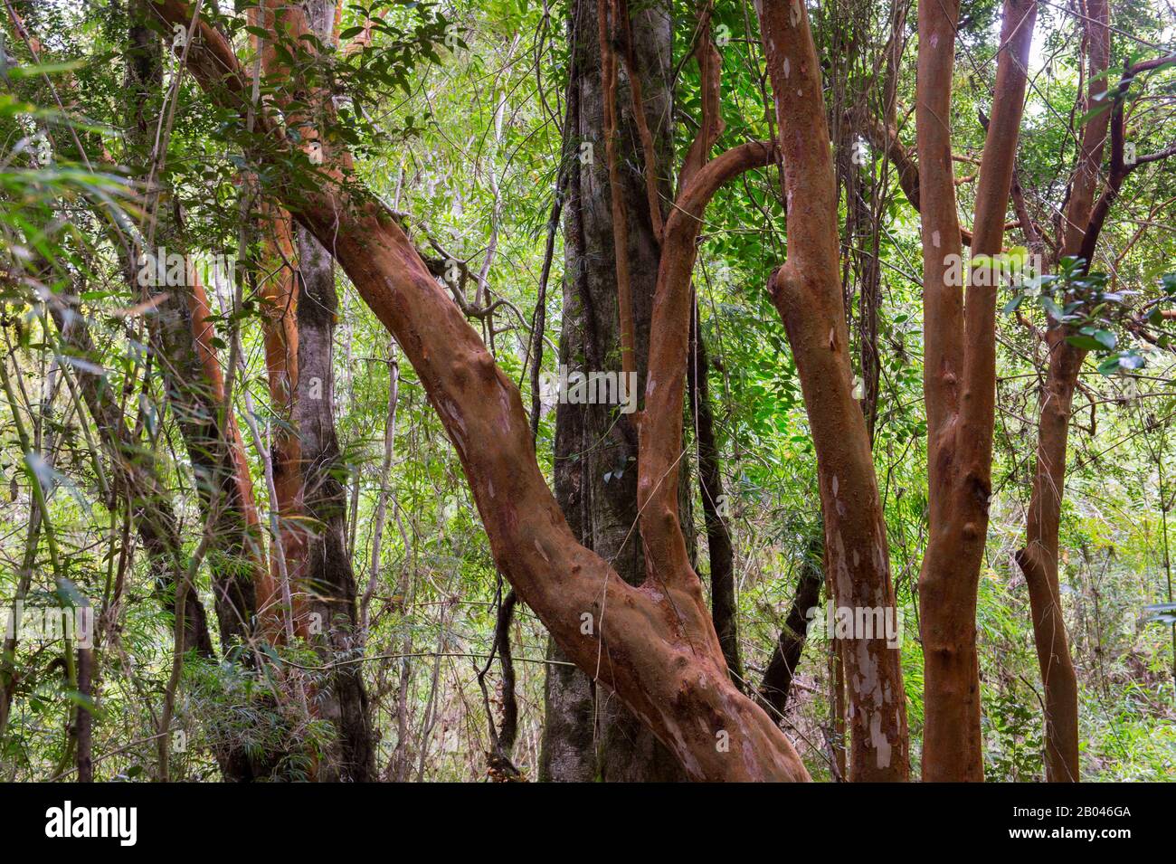 Arrayanes Bäume in Aiken del Sur Privatpark in der Nähe von Puerto Chacabuco in den chilenischen Fjorden im Süden Chiles. Stockfoto