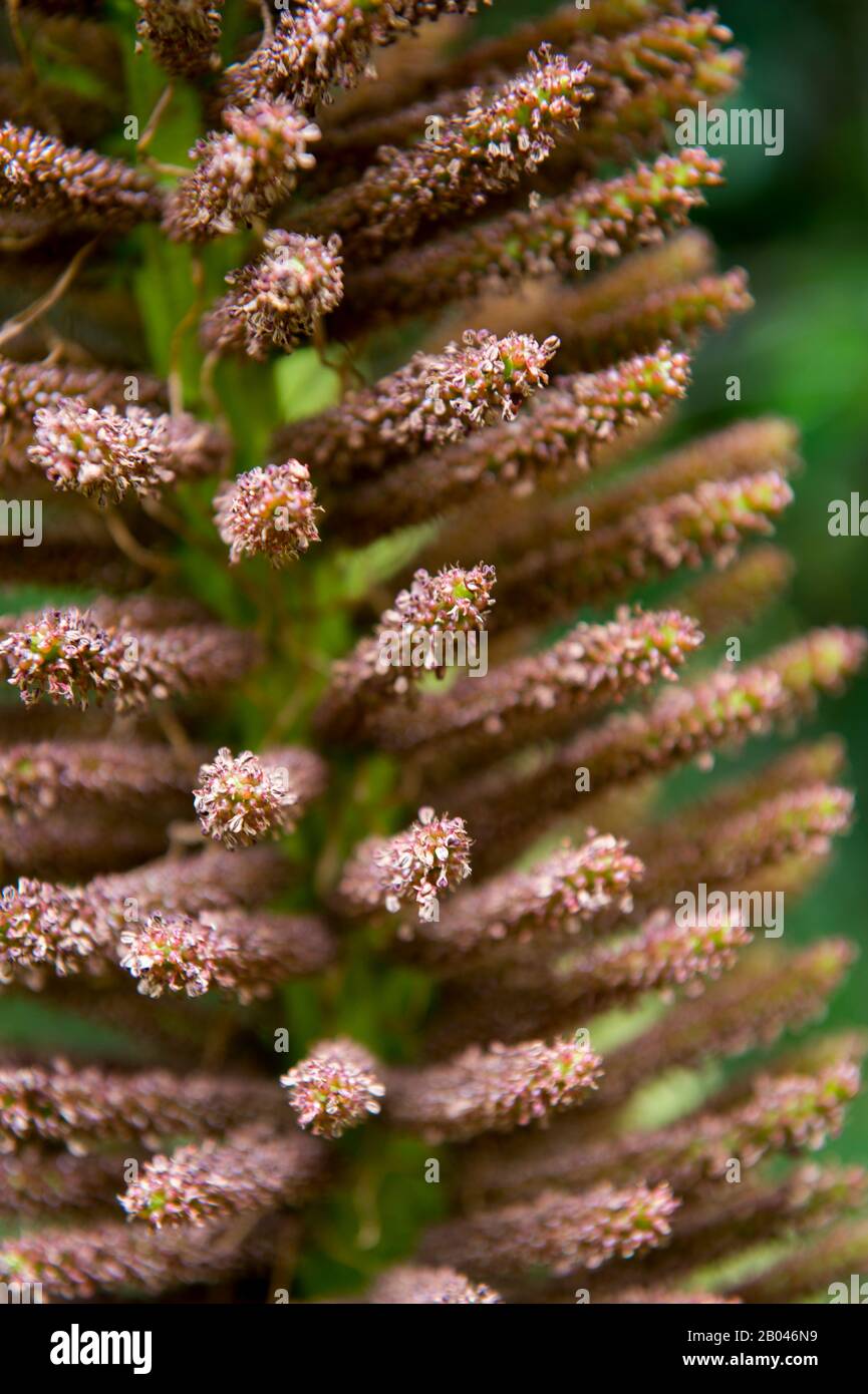 Nahaufnahme der Blume der Nalca Plant (Gunnera tinctoria), der chilenischen Rhabarber, im Wald in Aiken del Sur Private Park in der Nähe von Puerto Chacabuco in der C Stockfoto