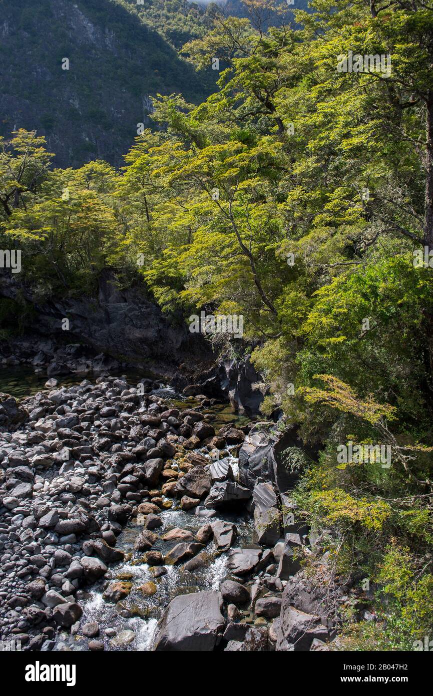 Wald an der Petrohue Rapids im Vicente Perez Rosales Nationalpark in der Seeregion Südchile. Stockfoto