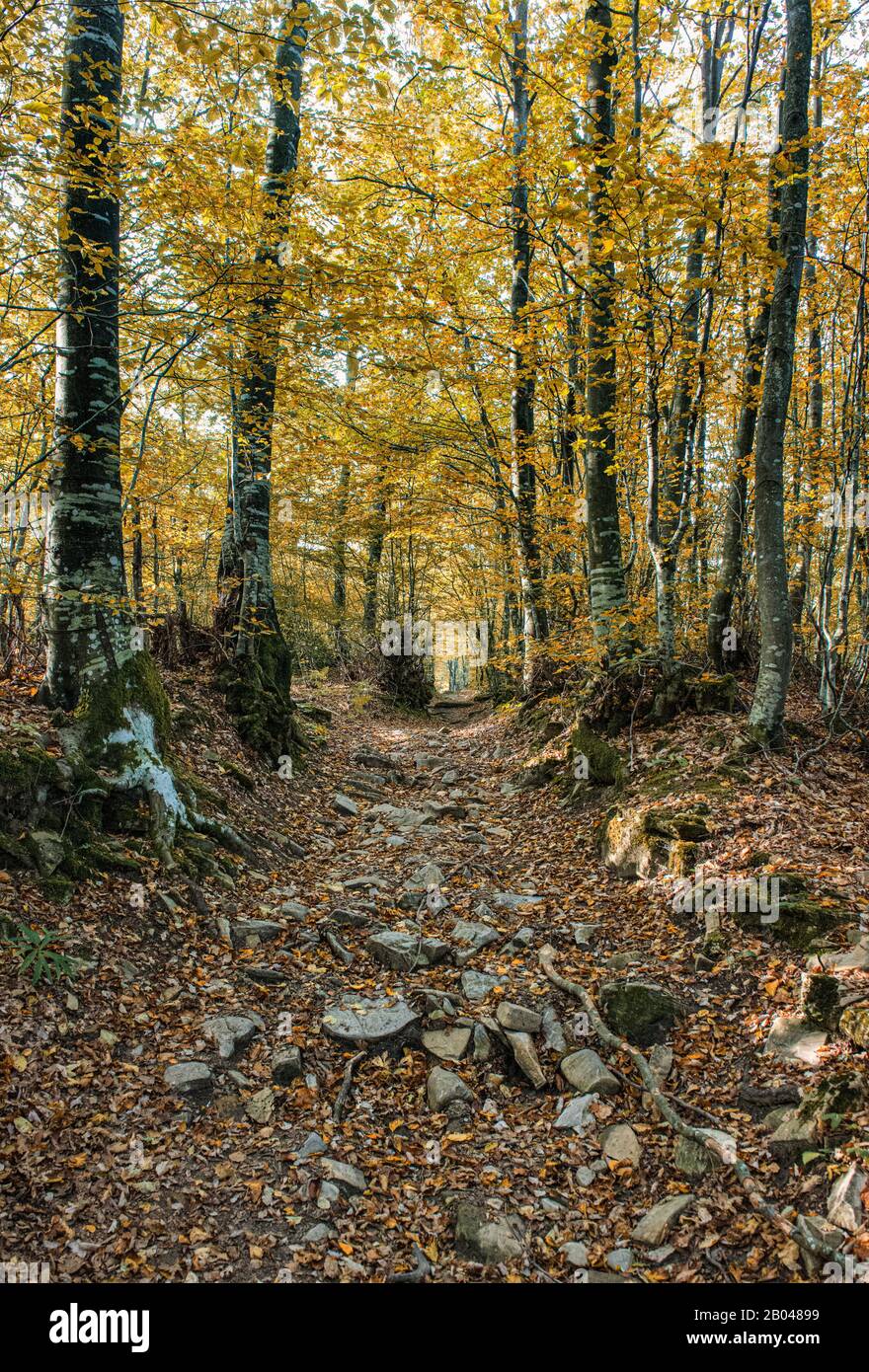 Emilia Romagna - Via degli Dei - Die dritte Etappe der Reise über Madonna dei Fornelli beginnt mit Pflastersteinen, die zwischen großen buchen entstehen Stockfoto