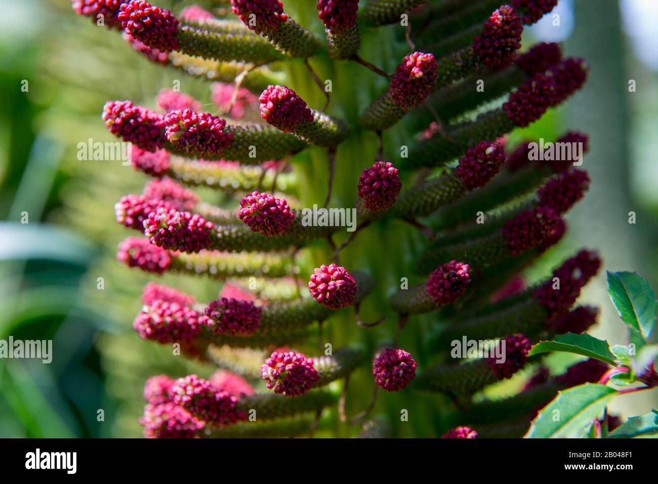 Nahaufnahme der Nalca Plant (Gunnera Tinctoria) Blume, der chilenischen Rhabarber, im Cucao Chiloe National Park auf Chiloe Island, Chile. Stockfoto