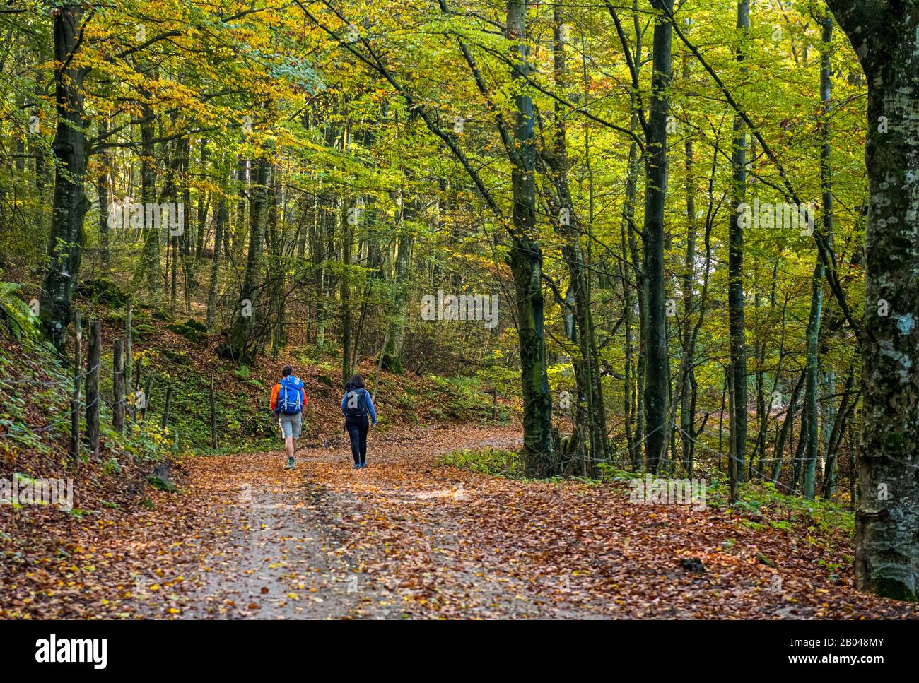 Emilia Romagna - Emilia Romagna - Auf der dritten Etappe, direkt hinter der Madonna dei Fornelli und in der Nähe der gepflasterten Abschnitte, geht die Via degli Dei mitten in den dichten Wald. Stockfoto