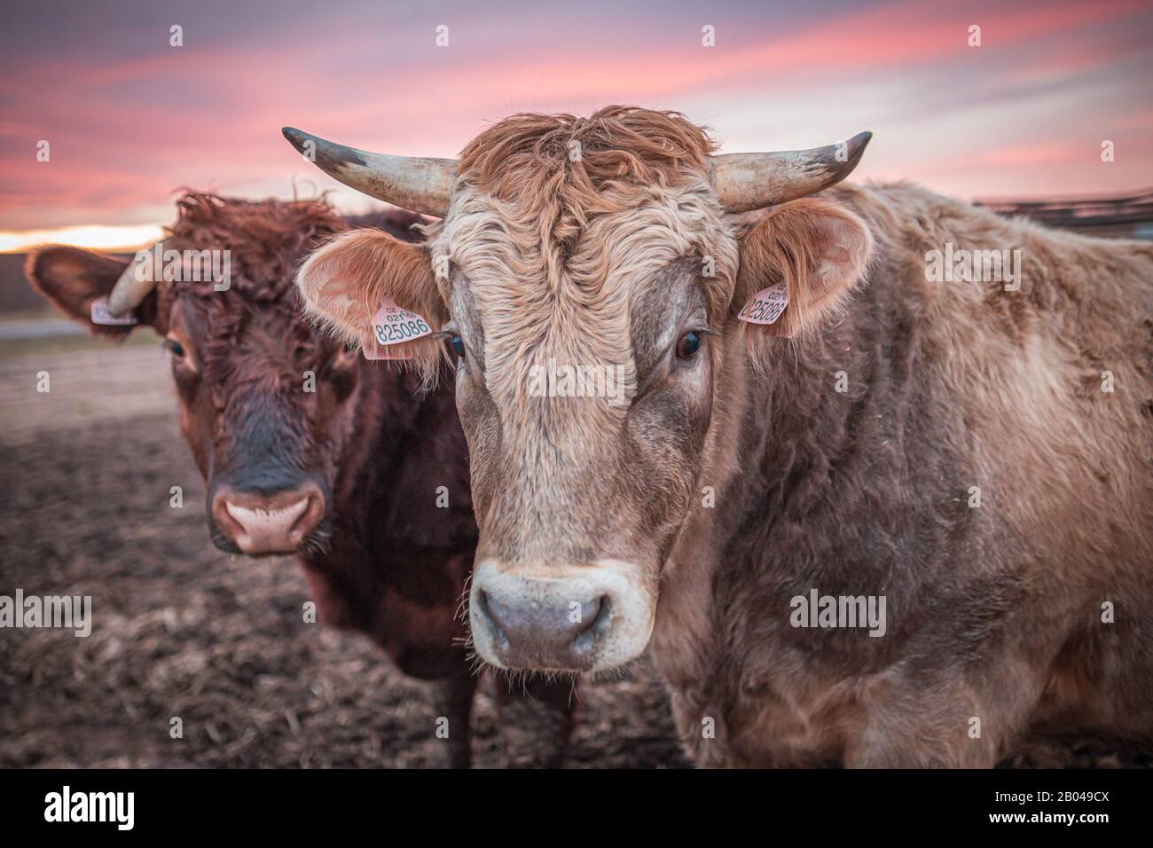 Fröhliche Kuh oder ein Stier auf einer schlammigen Wiese bei Sonnenuntergang im Winter. Nahaufnahme des Kuhkopfes. Stockfoto
