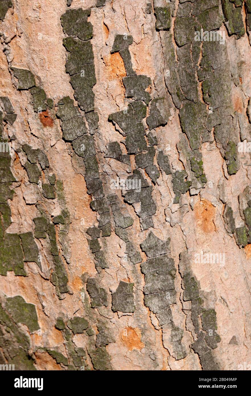 Krakauer. Krakow. Polen. Baumrinde der Ebene. Texturhintergrund. Stockfoto