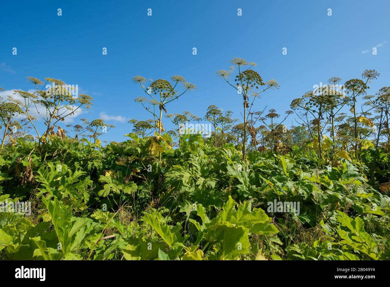 Riesiges Hogweed im Sommer im Sonnenlicht. Gefährliche phototoxische Pflanze für die Haut. Stockfoto