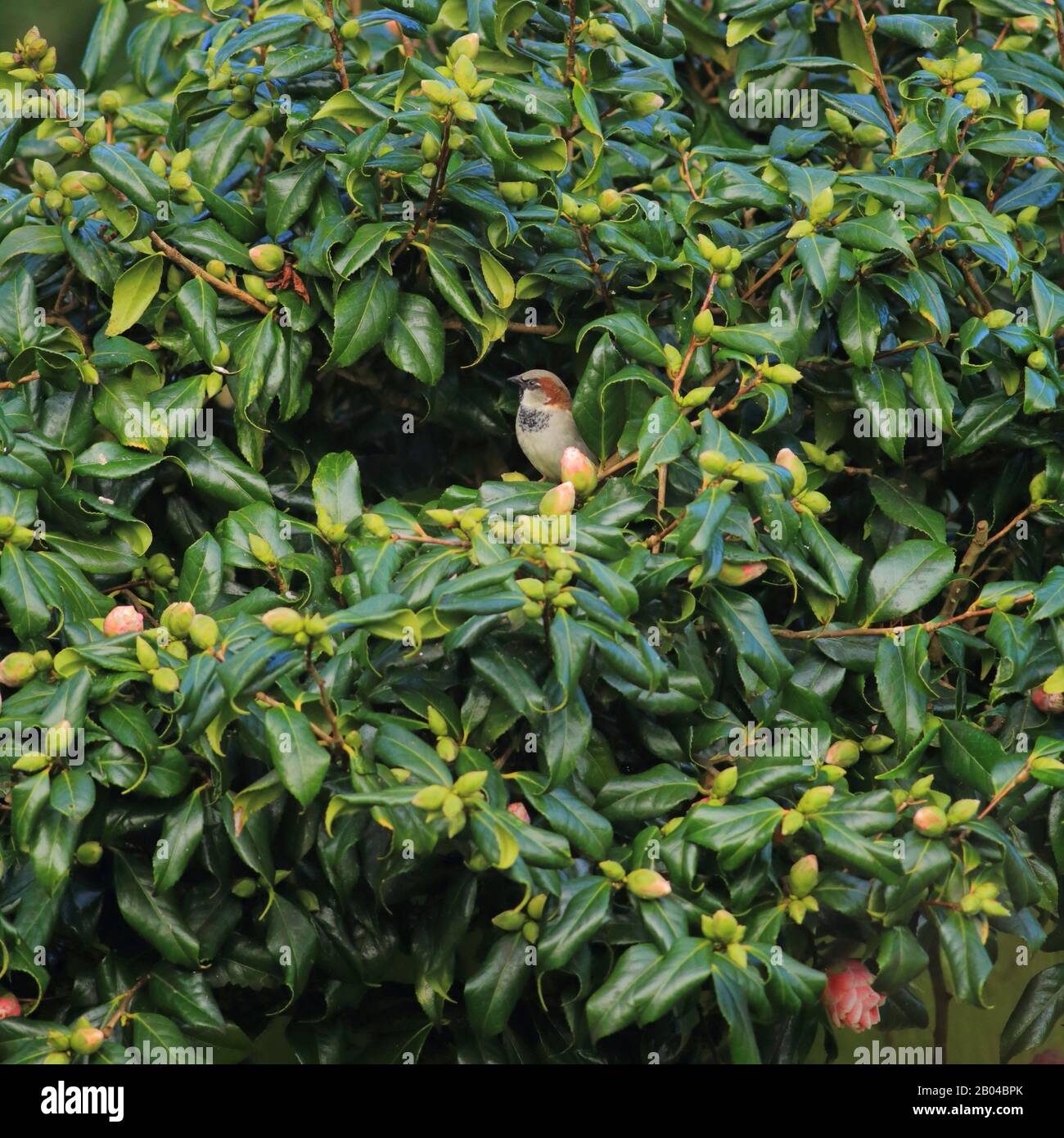 Auf der Kamelienanlage im Garten ruhende Hauspfeile Stockfoto