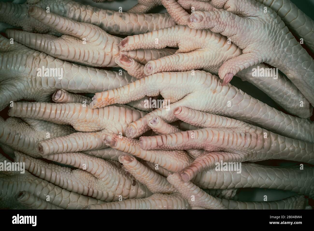 Frische rohe Hühnerfüße. Vom frischen Huhn abgeschnitten. Huhnbeine, rohes, gesundes Essen Thema. Stockfoto