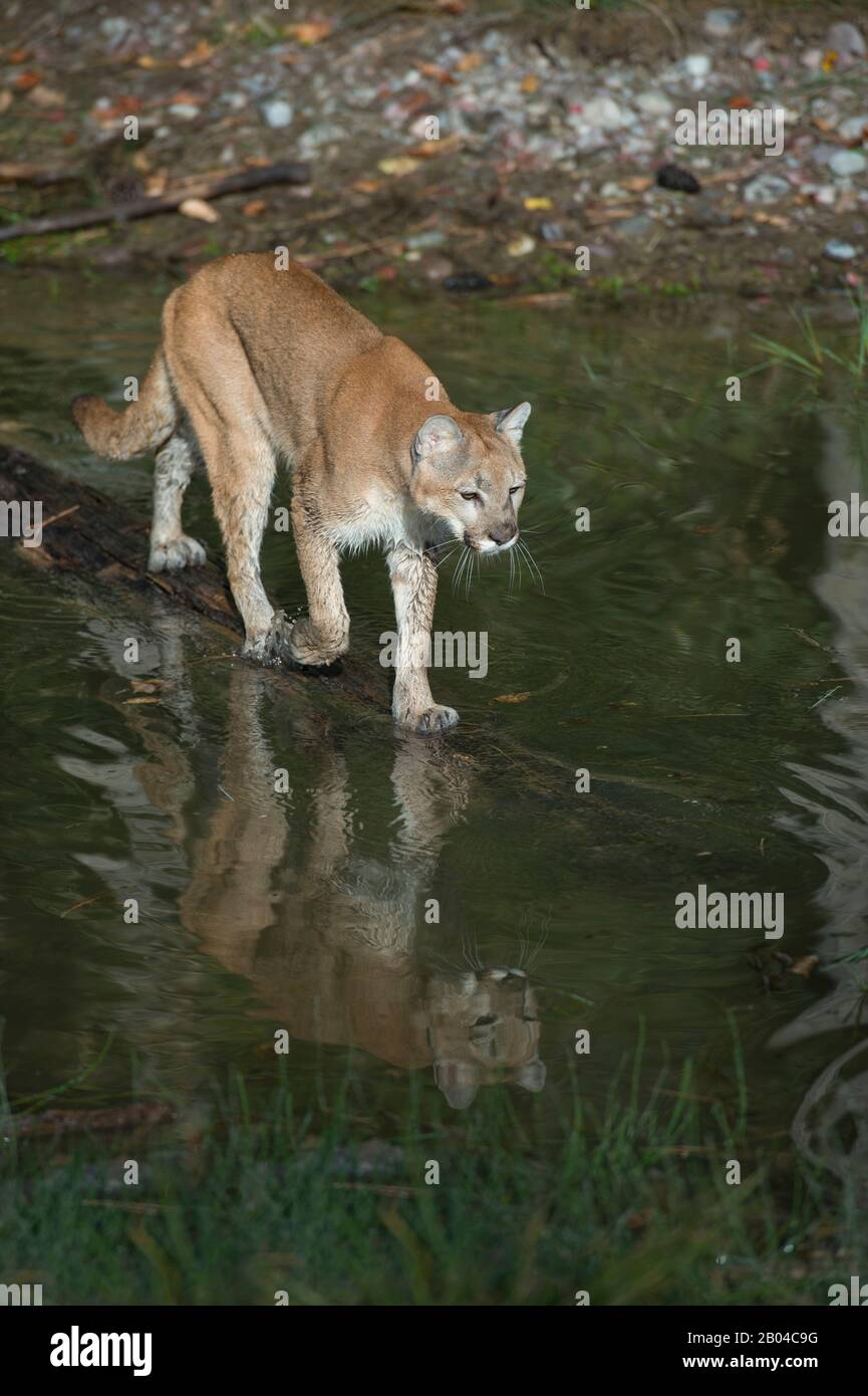 Junger Coutgar (gefangen), der auf dem Log in einem Teich, Montana, Vereinigte Staaten, spazieren geht. Stockfoto