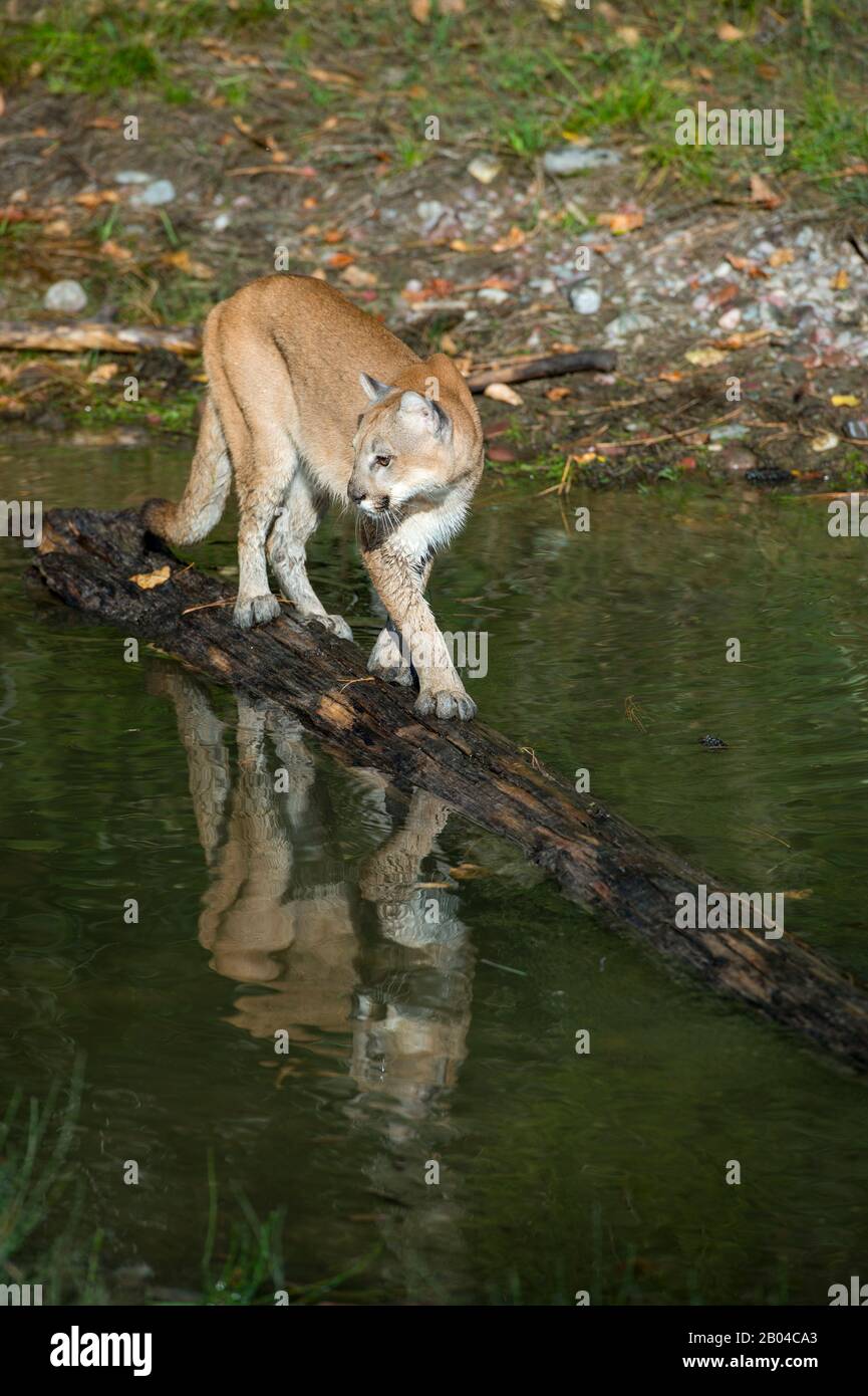 Junger Coutgar (gefangen), der auf dem Log in einem Teich, Montana, Vereinigte Staaten, spazieren geht. Stockfoto