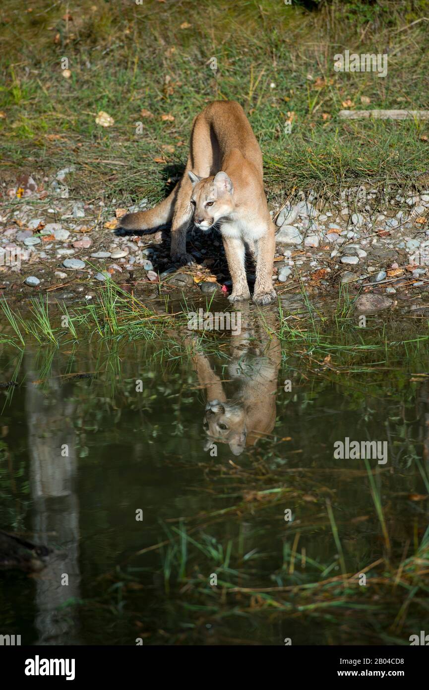 Junger Cogar (gefangen) an einem Teich, der im Wasser reflektiert, Montana, Vereinigte Staaten. Stockfoto