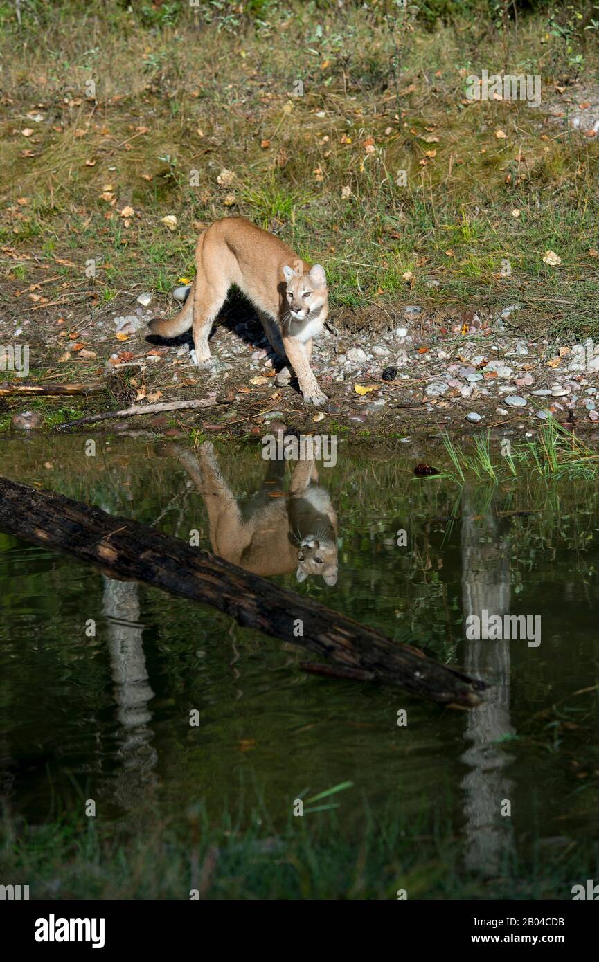 Junger Cogar (gefangen) an einem Teich, der im Wasser reflektiert, Montana, Vereinigte Staaten. Stockfoto
