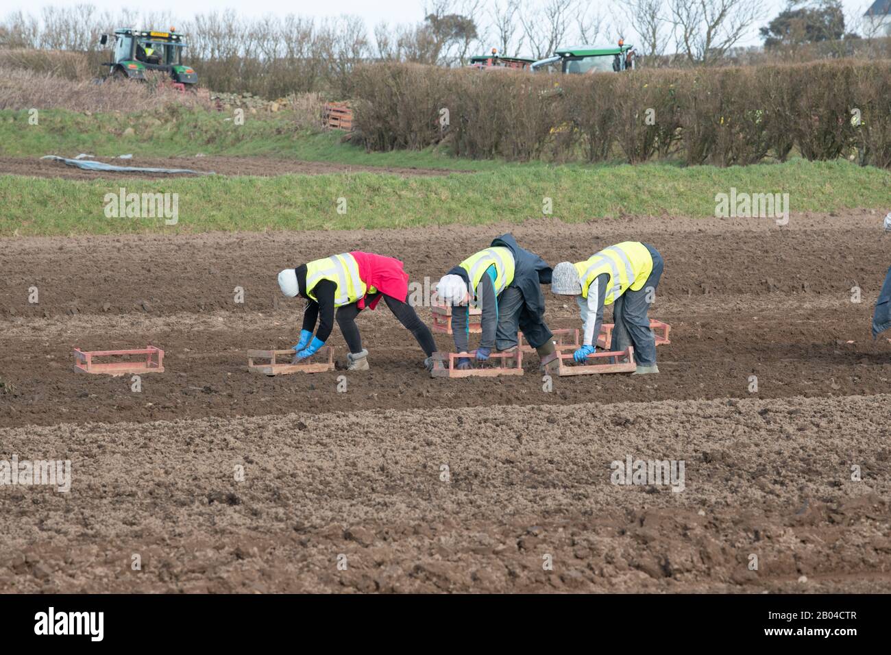 Jersey Royal Potato Planting, Jersey, Chanel Islands. Traktoren, Maschinen, Menschen, Felder und viele Kartoffeln. Stockfoto