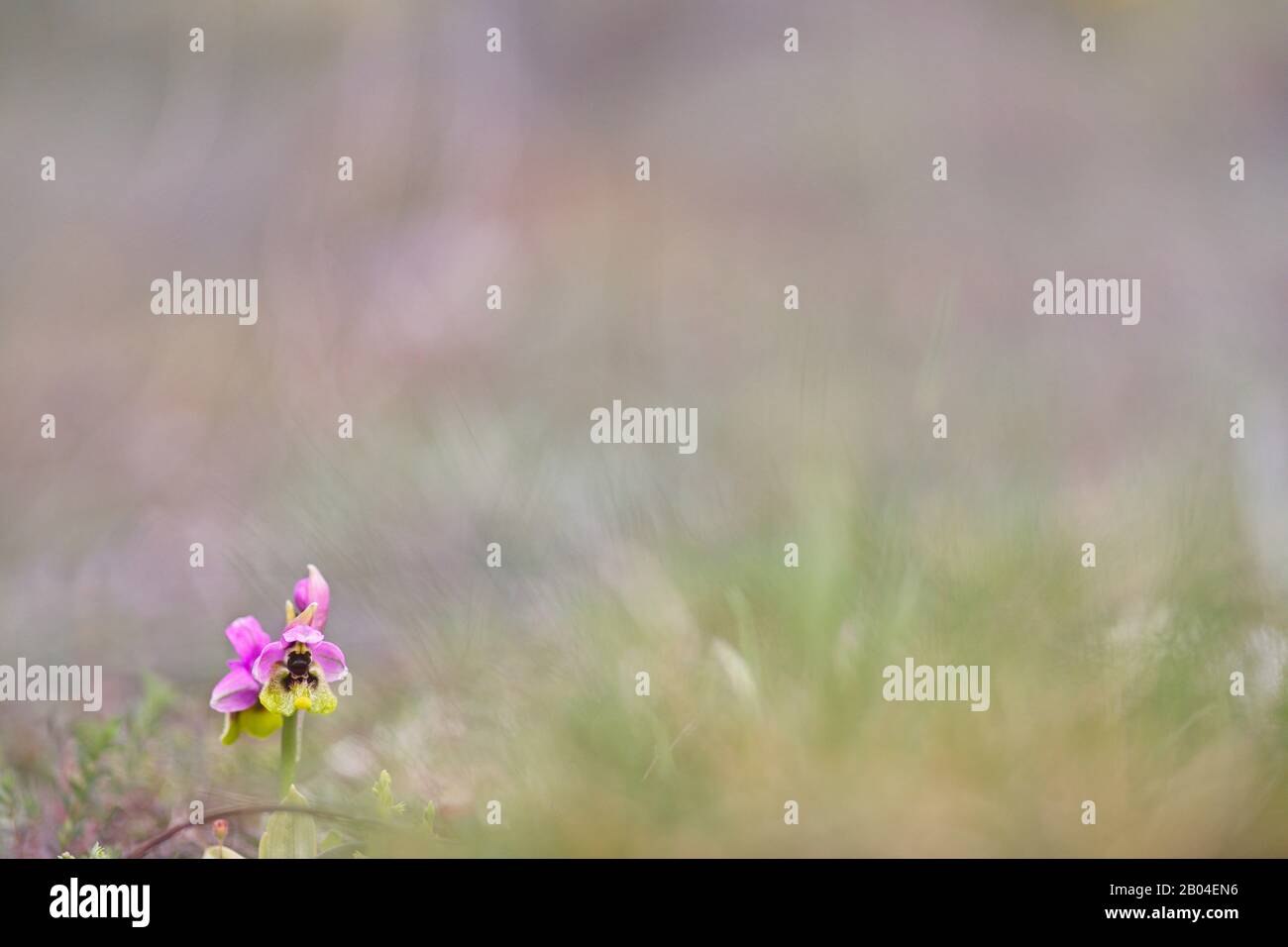 Mai 2018; Saseta, Burgos (Spanien). Die Orchidee Ophrys tenthredinifera auf der Wiese. Stockfoto