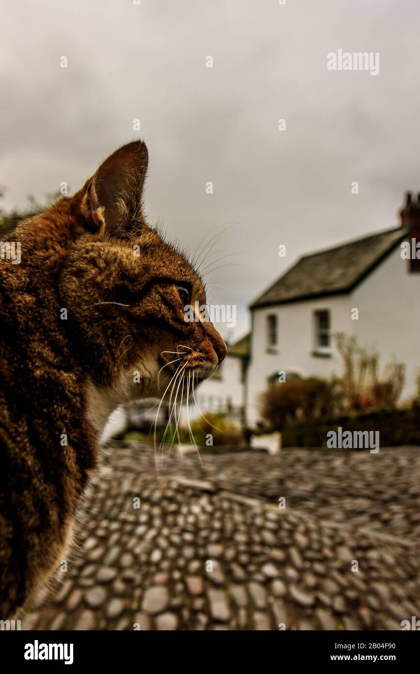 Clovelly Katze auf Kopfsteinpflaster Stockfoto