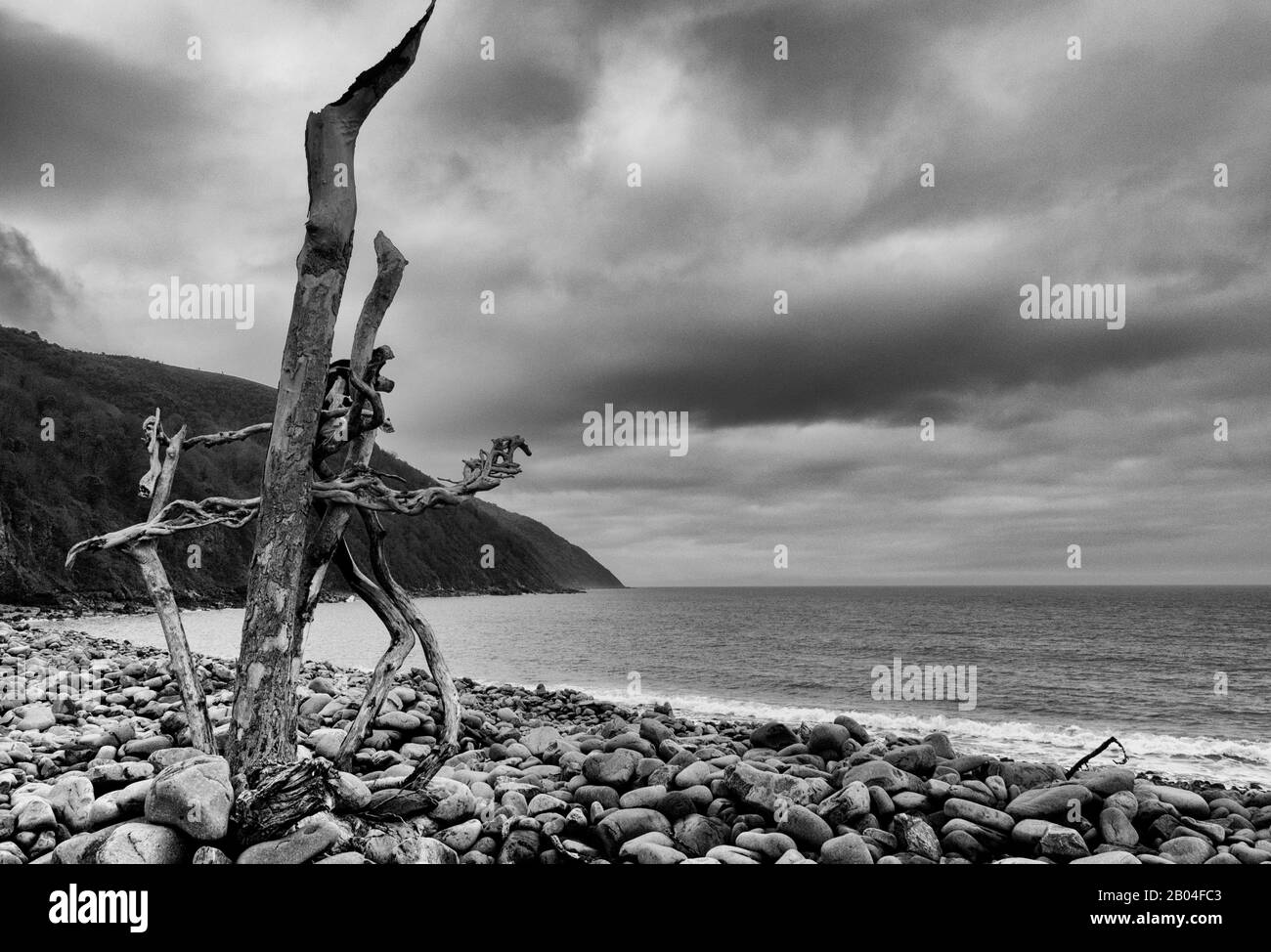 Mono Beach mit Treibholz Stockfoto