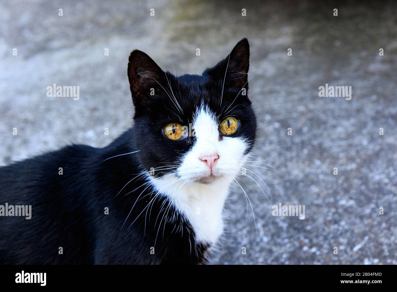 Schwarz-weiße Katze mit atemberaubenden Augen Stockfoto