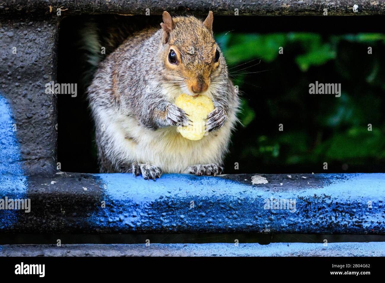 Gleithörnchen, die Knäse essen Stockfoto