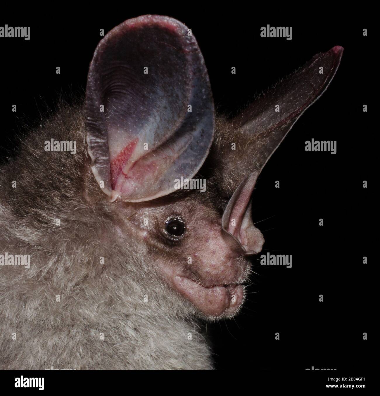 Porträt der brasilianischen Fledermaus. Die großohrige Wollfledermaus oder (Peters) wollige falsche Vampirfledermaus (Chrotopterus auritus). Stockfoto