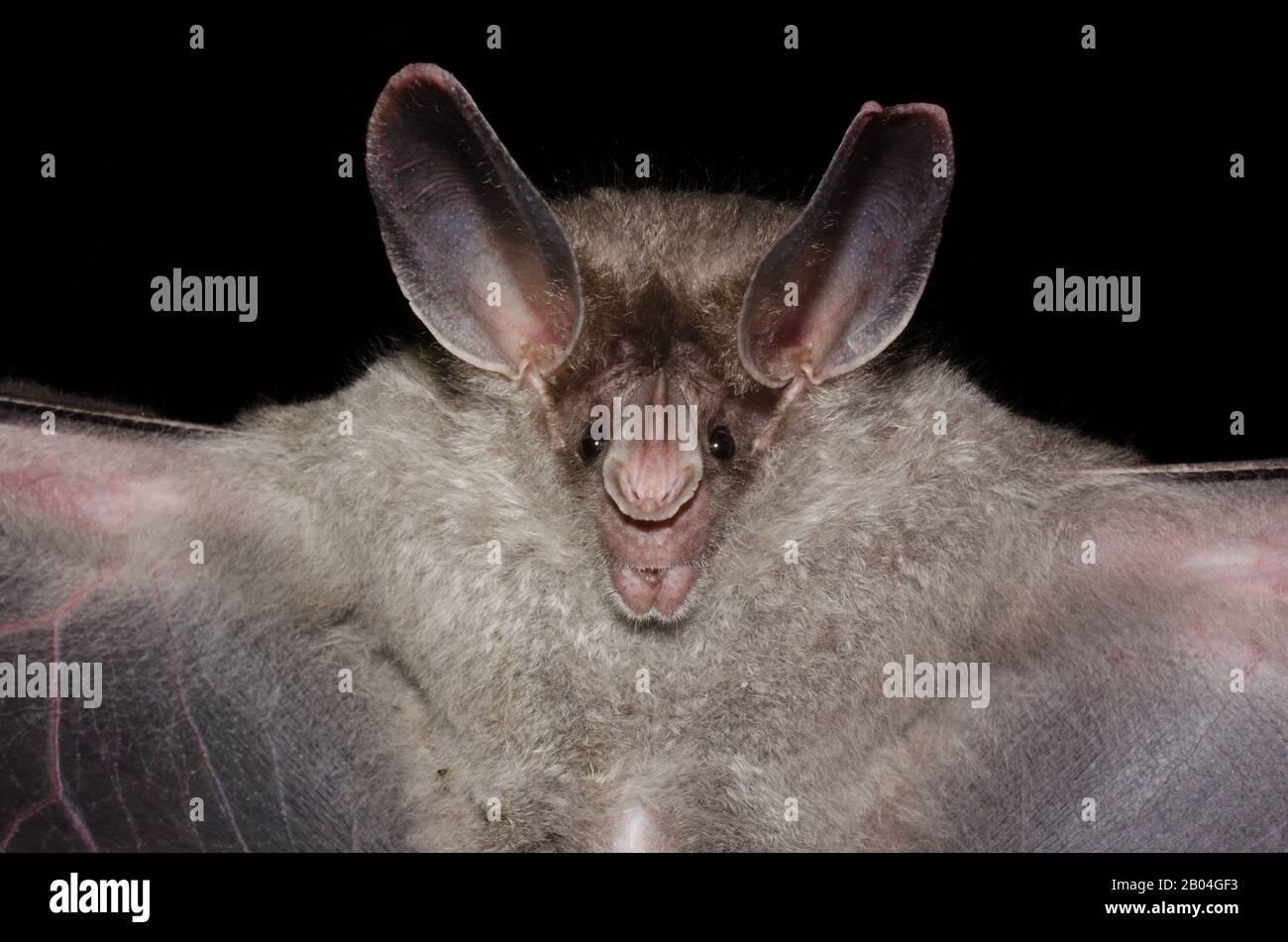 Porträt der brasilianischen Fledermaus. Die großohrige Wollfledermaus oder (Peters) wollige falsche Vampirfledermaus (Chrotopterus auritus). Stockfoto