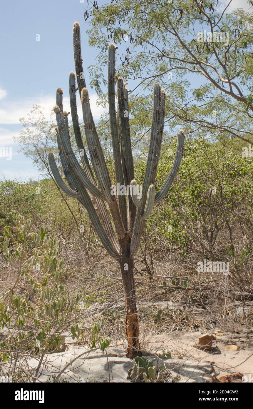 Caatinga ist eine Art Wüstenvegetation, Cereus jamacaru, bekannt als Mandacaru ist ein in dieser Vegetation häufiger Kaktus. Stockfoto