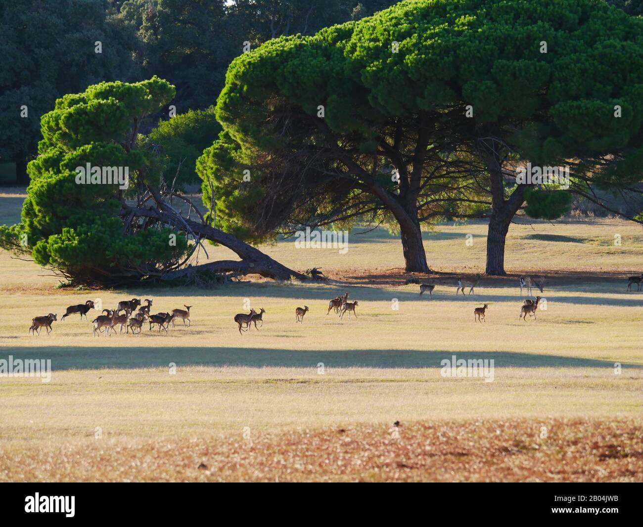 Brijuni, Insel: Eine wilde Hirschherde lebt auf der Insel Stockfoto