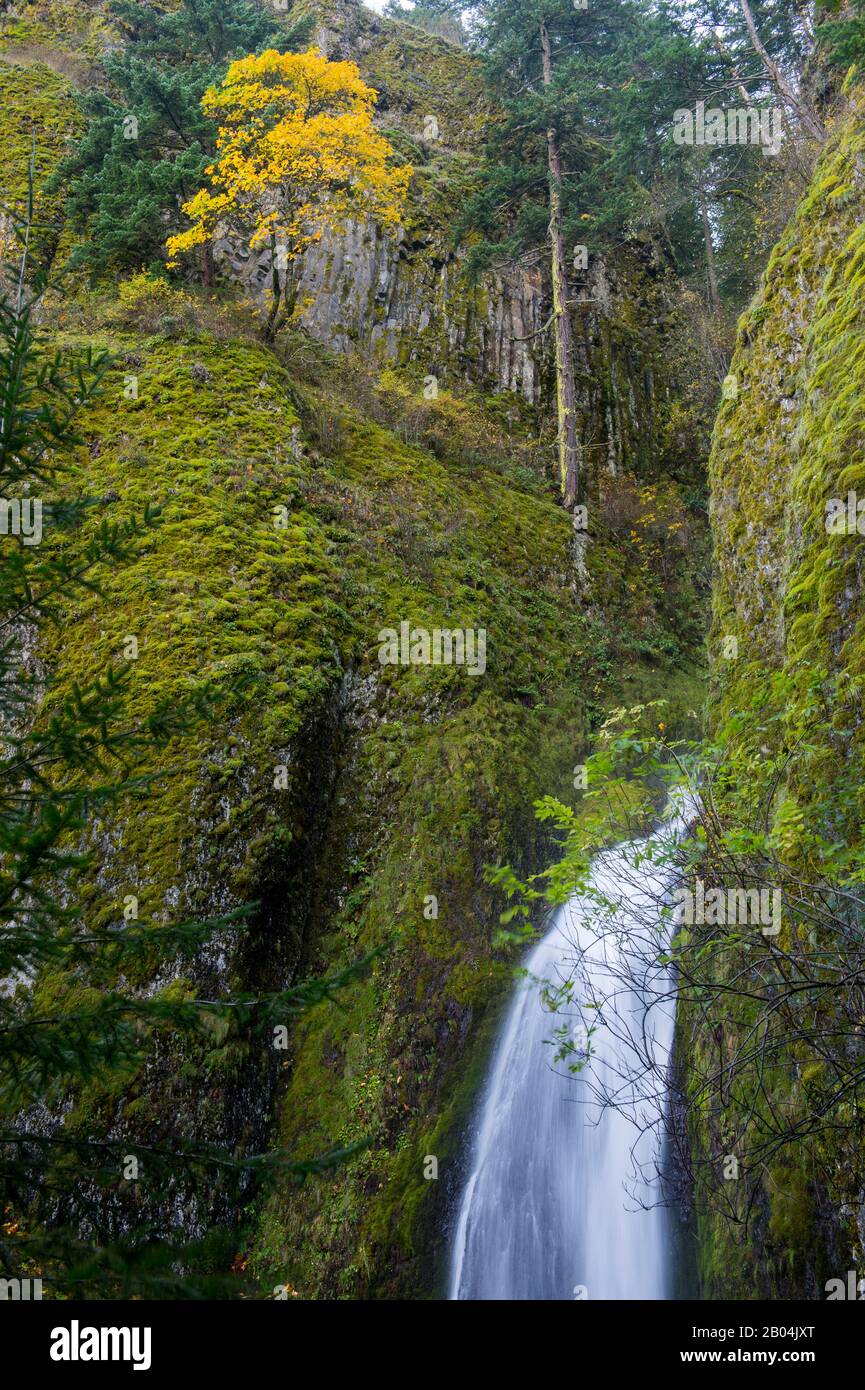 Wahkeena Falls in der Columbia River Gorge bei Portland im US-Bundesstaat Oregon. Stockfoto