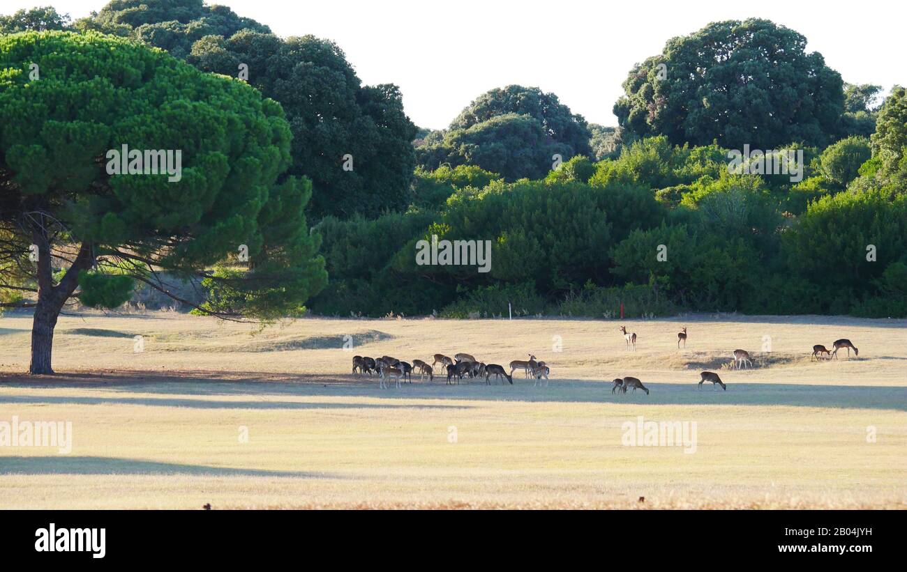Brijuni, Insel: Eine wilde Hirschherde lebt auf der Insel Stockfoto
