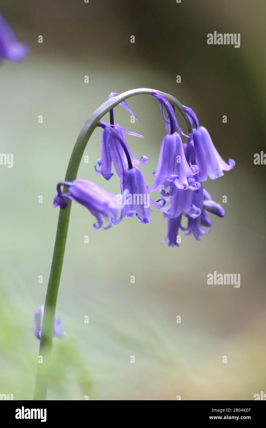Nahaufnahme einer Blendlocke im Frühling Stockfoto