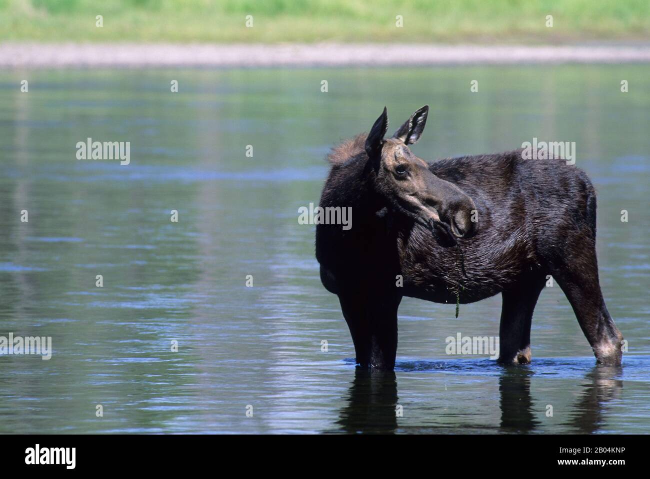 Eine Elchkuh füttert in Henrys Fork im Harriman State Park im Targhee National Forest in Idaho, USA. Stockfoto