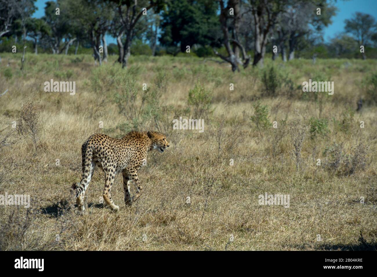 Gepard (Acinonyx jubatus) geht in der Nähe der Vumbura Plains im Okavango-Delta im nördlichen Teil Botswanas. Stockfoto
