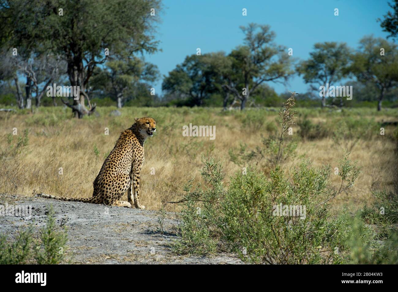 A Cheetah (Acinonyx jubatus) ruft und sucht Familienmitglieder in der Nähe der Vumbura Plains im Okavango-Delta im nördlichen Teil Botswanas. Stockfoto