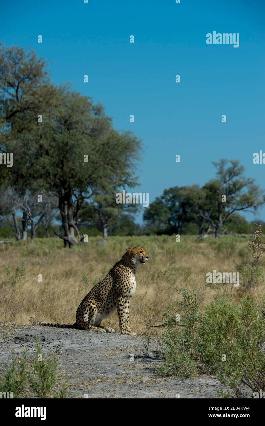 A Cheetah (Acinonyx jubatus) ruft und sucht Familienmitglieder in der Nähe der Vumbura Plains im Okavango-Delta im nördlichen Teil Botswanas. Stockfoto