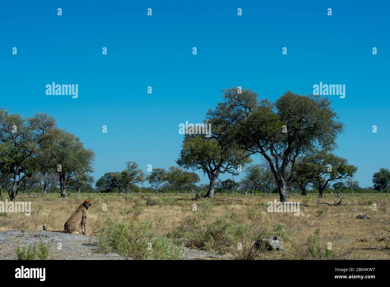 A Cheetah (Acinonyx jubatus) ruft und sucht Familienmitglieder in der Nähe der Vumbura Plains im Okavango-Delta im nördlichen Teil Botswanas. Stockfoto