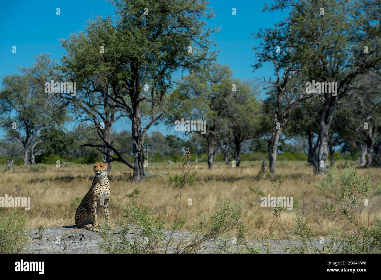 A Cheetah (Acinonyx jubatus) ruft und sucht Familienmitglieder in der Nähe der Vumbura Plains im Okavango-Delta im nördlichen Teil Botswanas. Stockfoto