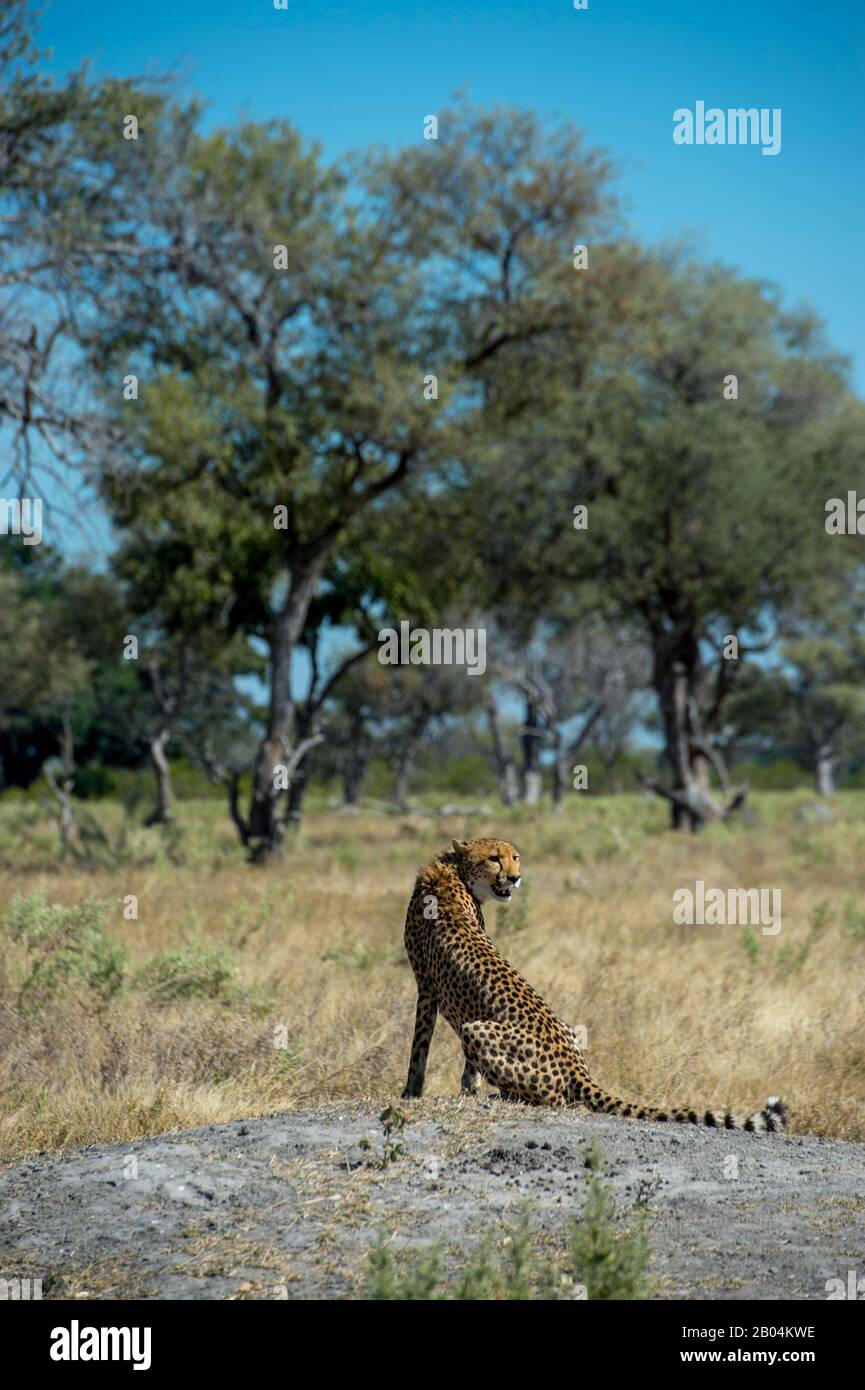A Cheetah (Acinonyx jubatus) ruft und sucht Familienmitglieder in der Nähe der Vumbura Plains im Okavango-Delta im nördlichen Teil Botswanas. Stockfoto
