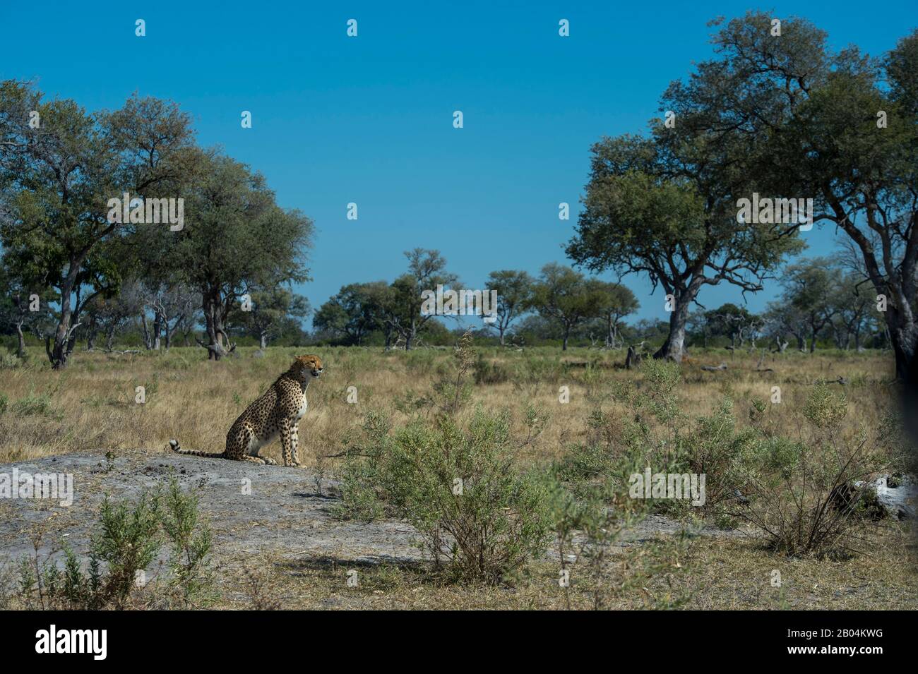 A Cheetah (Acinonyx jubatus) ruft und sucht Familienmitglieder in der Nähe der Vumbura Plains im Okavango-Delta im nördlichen Teil Botswanas. Stockfoto