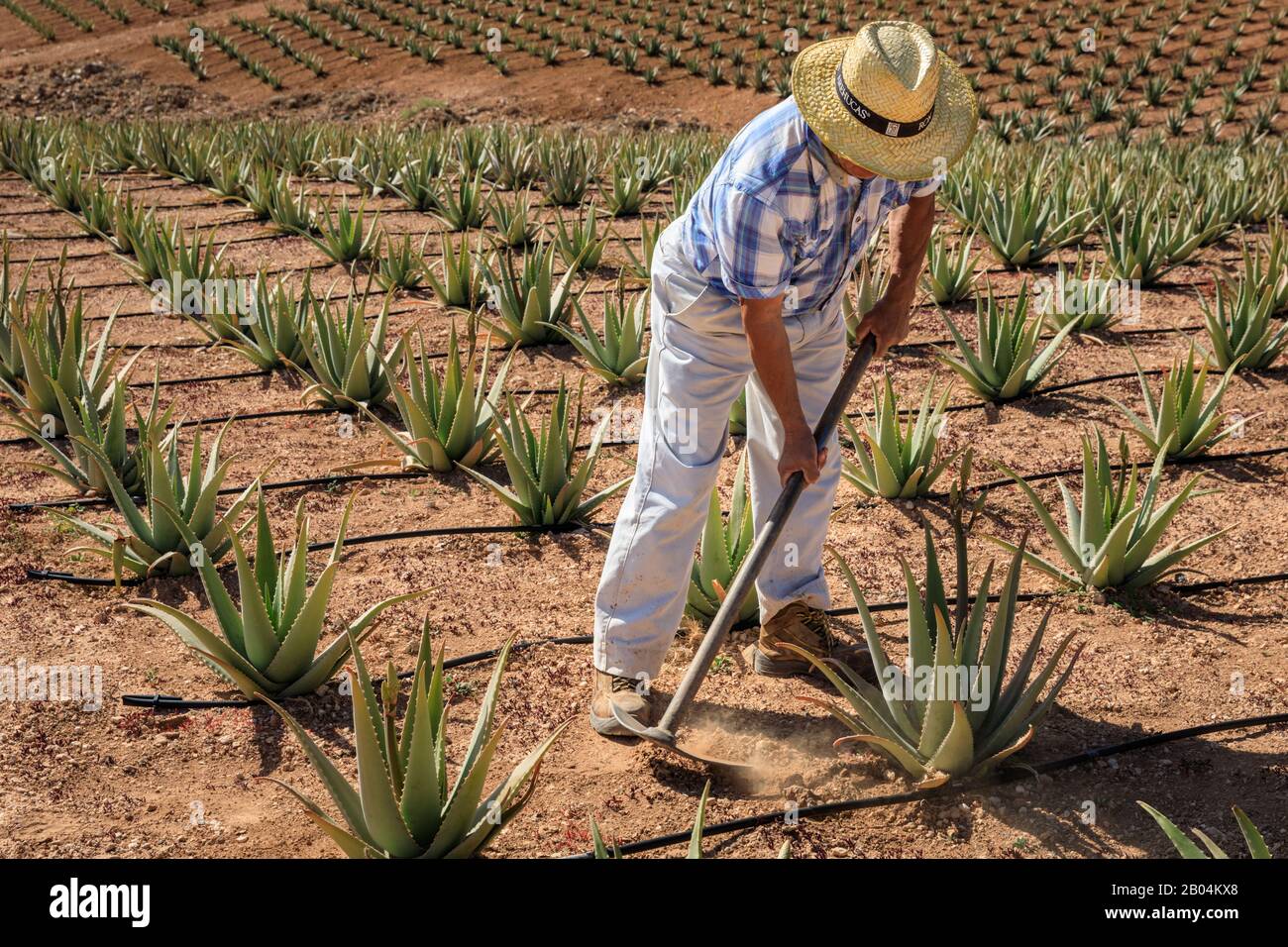 Landarbeiter, die sich für die Pflanzen von Aloe vera im Agrarbereich, Gran Canaria, Spanien, engagieren Stockfoto