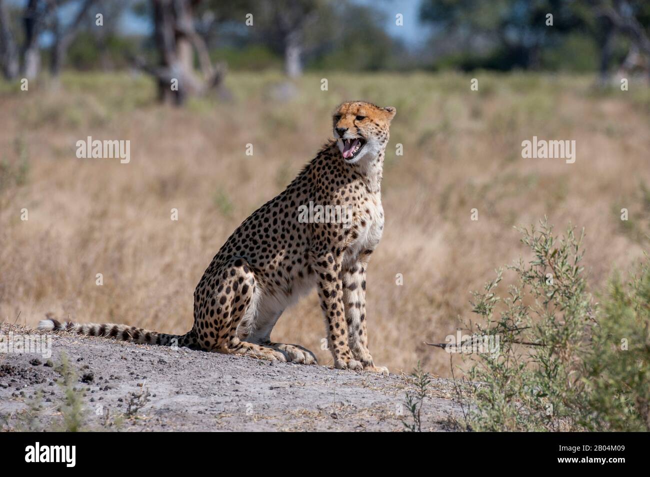 A Cheetah (Acinonyx jubatus) ruft und sucht Familienmitglieder in der Nähe der Vumbura Plains im Okavango-Delta im nördlichen Teil Botswanas. Stockfoto