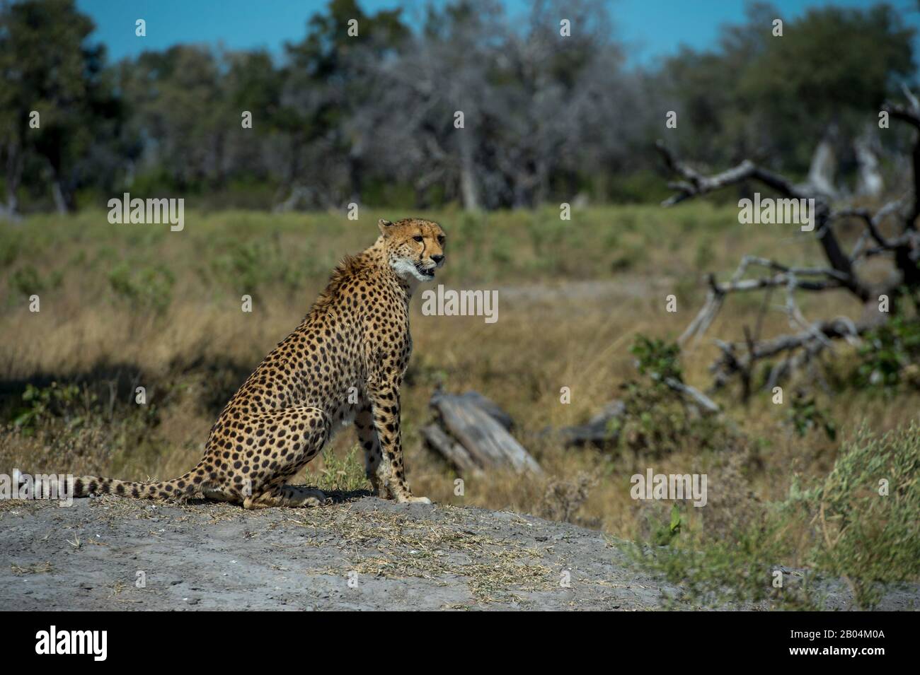 A Cheetah (Acinonyx jubatus) ruft und sucht Familienmitglieder in der Nähe der Vumbura Plains im Okavango-Delta im nördlichen Teil Botswanas. Stockfoto