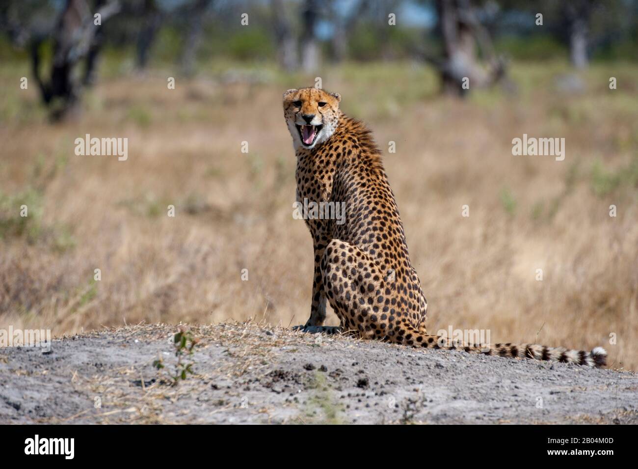 A Cheetah (Acinonyx jubatus) ruft und sucht Familienmitglieder in der Nähe der Vumbura Plains im Okavango-Delta im nördlichen Teil Botswanas. Stockfoto