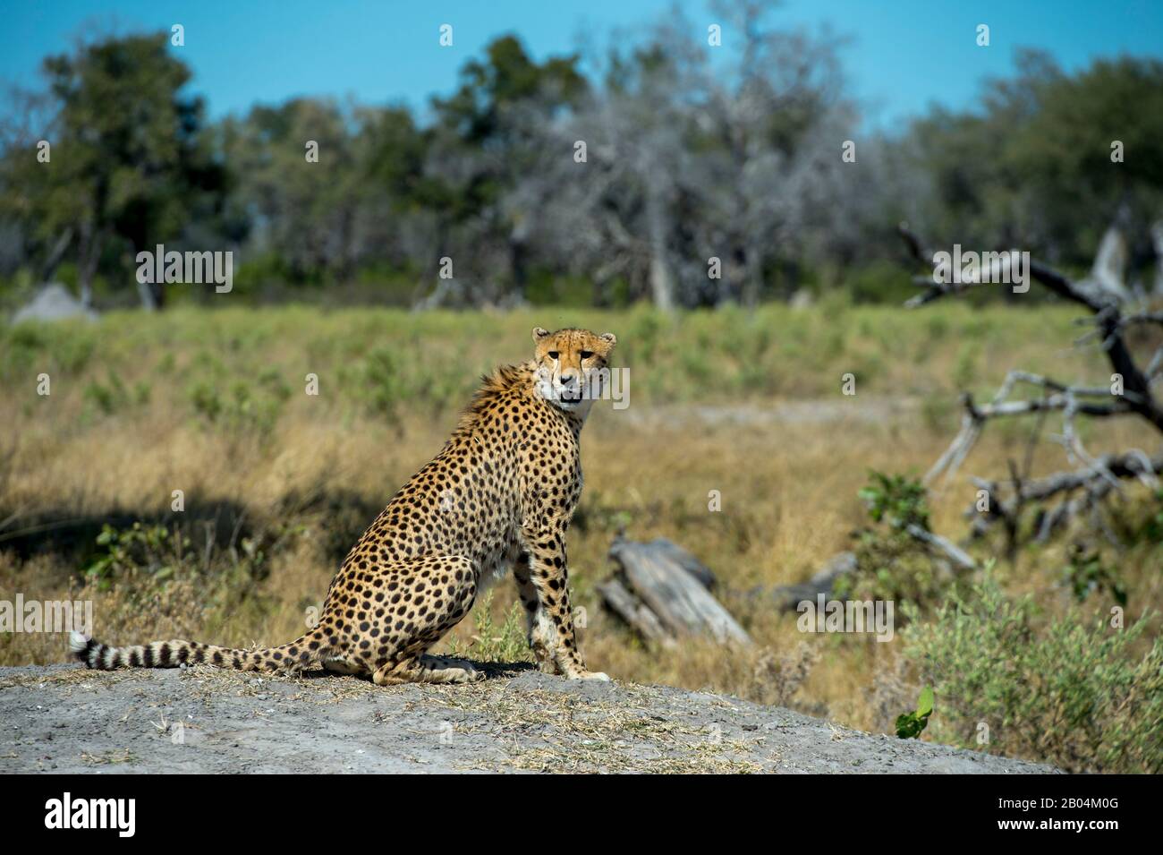 A Cheetah (Acinonyx jubatus) ruft und sucht Familienmitglieder in der Nähe der Vumbura Plains im Okavango-Delta im nördlichen Teil Botswanas. Stockfoto