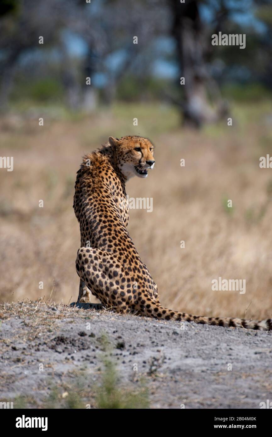 A Cheetah (Acinonyx jubatus) ruft und sucht Familienmitglieder in der Nähe der Vumbura Plains im Okavango-Delta im nördlichen Teil Botswanas. Stockfoto