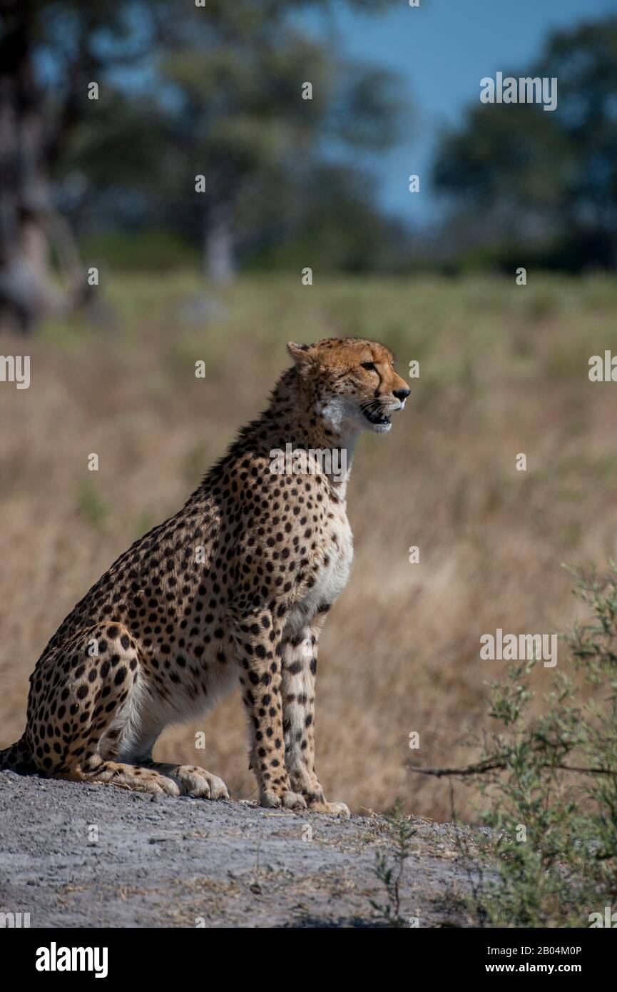 A Cheetah (Acinonyx jubatus) ruft und sucht Familienmitglieder in der Nähe der Vumbura Plains im Okavango-Delta im nördlichen Teil Botswanas. Stockfoto